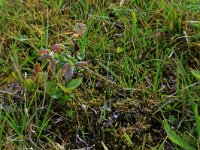 NL, Drenthe, Tynaarlo, Ossenbroeken 31, Saxifraga-Hans Boll