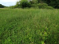 NL, Drenthe, Tynaarlo, Oudemolensche Diep 12, Saxifraga-Hans Boll