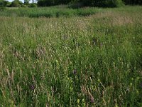 NL, Drenthe, Tynaarlo, Oudemolensche Diep 24, Saxifraga-Hans Boll