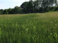 NL, Drenthe, Tynaarlo, Oudemolensche Diep 26, Saxifraga-Hans Boll