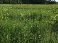 NL, Drenthe, Tynaarlo, Oudemolensche Diep 30, Saxifraga-Hans Boll