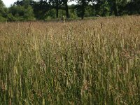 NL, Drenthe, Tynaarlo, Oudemolensche Diep 33, Saxifraga-Hans Boll