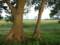 NL, Drenthe, Tynaarlo, Oudemolensche Diep 50, Saxifraga-Hans Boll