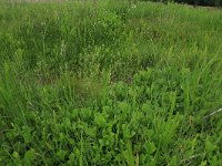 NL, Drenthe, Tynaarlo, Oudemolensche Diep 57, Saxifraga-Hans Boll