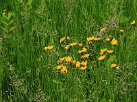 NL, Drenthe, Tynaarlo, Oudemolensche Diep 70, Saxifraga-Hans Boll