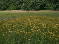 NL, Drenthe, Tynaarlo, Oudemolensche Diep 8, Saxifraga-Hans Boll