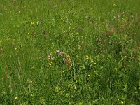 NL, Drenthe, Tynaarlo, Oudemolensche Diep 87, Saxifraga-Hans Boll