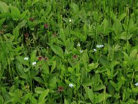 NL, Drenthe, Tynaarlo, Oudemolensche Diep 92, Saxifraga-Hans Boll