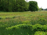 NL, Drenthe, Tynaarlo, Oudemolensche Diep 93, Saxifraga-Hans Boll