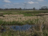 NL, Noord-Brabant, Oisterwijk, Gementsdijk 4, Saxifraga-Jan van der Straaten