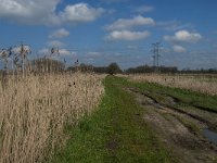 NL, Noord-Brabant, Oisterwijk, Gementsdijk 5, Saxifraga-Jan van der Straaten