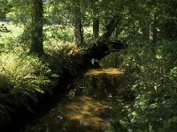 NL, Noord-Brabant, Reusel-De Mierden, De Utrecht, Reusel 8, Saxifraga-Jan van der Straaten