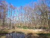 NL, Noord-Brabant, Reusel-De Mierden, Landgoed Wellenseind 6, Saxifraga-Tom Heijnen