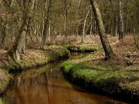 NL, Noord-Brabant, Oisterwijk, Belversche Bergen, Rosep 5, Saxifraga-Marijke Verhagen