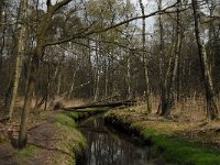 NL, Noord-Brabant, Oisterwijk, Belversche Bergen, Rosep 6, Saxifraga-Marijke Verhagen