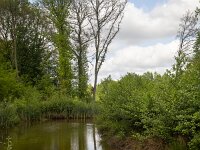 Restored landscape around Dutch river Ruiten Aa; Sellingen, Groningen, Netherlands  Restored landscape around Dutch river Ruiten Aa; Sellingen, Groningen, Netherlands : nature restoration, landscape restoration, restored, river, brook, ruiten aa, water, stream, tree, trees, wetland, countryside, rural, landscape, rural landscape, rural scene, non-urban landscape, non-urban scene, outside, outdoor, outdoors, no people, nobody, summer, summertime, spring, springtime, nature protection, protected area, nature, natural, sellingen, westerwolde, groningen, netherlands, holland, dutch, europe, european