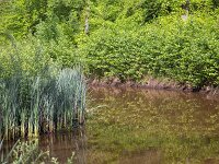 Restored landscape around Dutch river Ruiten Aa; Sellingen, Groningen, Netherlands  Restored landscape around Dutch river Ruiten Aa; Sellingen, Groningen, Netherlands : nature restoration, landscape restoration, restored, river, brook, ruiten aa, water, stream, tree, trees, wetland, countryside, rural, landscape, rural landscape, rural scene, non-urban landscape, non-urban scene, outside, outdoor, outdoors, no people, nobody, summer, summertime, spring, springtime, nature protection, protected area, nature, natural, sellingen, westerwolde, groningen, netherlands, holland, dutch, europe, european