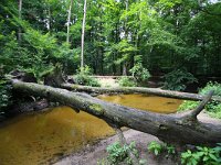 NL, Gelderland, Winterswijk, Boven Slinge 2, Saxifraga-Bart Vastenhouw