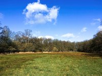 NL, Gelderland, Ermelo, Staverdense beek 8, Saxifraga-Bart Vastenhouw