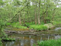 NL, Limburg, Roermond, Swalm 6, Saxifraga-Tom Heijnen