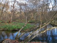 NL, Limburg, Roermond, Swalm 9, Saxifraga-Tom Heijnen