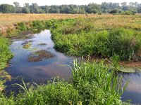 NL, Noord-Brabant, Valkenswaard, Tongelreep in Patersgronden 8, Saxifraga-Tom Heijnen