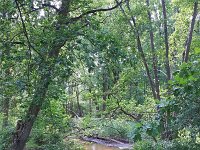 NL, Noord-Brabant, Waalre, Tongelreep in Natuurpark De Hurken 1, Saxifraga-Tom Heijnen