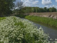NL, Noord-Brabant, Oisterwijk, Voorste Stroom 45, Saxifraga-Jan van der Straaten