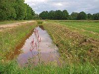 NL, Drenthe, Midden-Drenthe, Elperstroom 12, Saxifraga-Hans Dekker