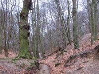 NL, Limburg, Mook en Middelaar, Sint Jansberg 1, Saxifraga-Bart Vastenhouw