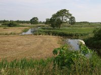 NL, Overijssel, Steenwijkerland, De Klosse 5, Saxifraga-Hans Dekker