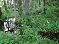 NL, Overijssel, Tubbergen, Hazelbekke, Saxifraga-Mark Zekhuis