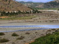 AL, Shkoder, Shkoder 88, Saxifraga-Hans Boll