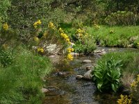 F, Lozere, Tarn 10, Saxifraga-Dirk Hilbers