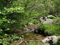 F, Lozere, Tarn 11, Saxifraga-Dirk Hilbers