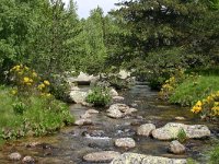 F, Lozere, Tarn 9, Saxifraga-Dirk Hilbers