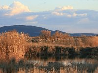 GR, Evros, Alexandroupolis, Evros Delta 49, Saxifraga-Dirk Hilbers