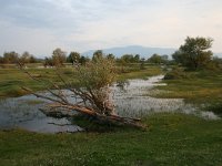 GR, Kentrikí Makedhonía, Sindiki, Limni Kerkini 44, Saxifraga-Ditk Hilbers