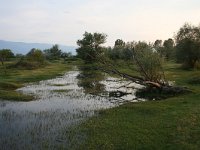 GR, Kentrikí Makedhonía, Sindiki, Limni Kerkini 45, Saxifraga-Ditk Hilbers