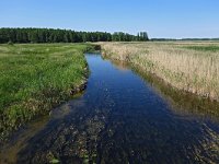 PL, Podlaskie, Kuligi, Biebzra 1, Saxifraga-Hans Dekker