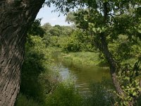 PL, Podlaskie, Lomza, Narew 1, Saxifraga-Hans Boll