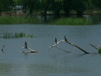 RO, Tulcea, Danube Delta 3, Saxifraga-Dirk Hilbers