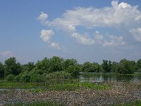 RO, Tulcea, Danube delta 22, Saxifraga-Dirk Hilbers