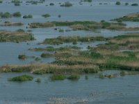 RO, Tulcea, Danube delta 35, Saxifraga-Dirk Hilbers