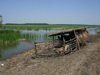 RO, Tulcea, Danube delta 38, Saxifraga-Dirk Hilbers