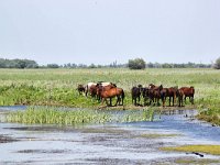 RO, Tulcea, Donau Delta 1, Saxifraga-Bart Vastenhouw