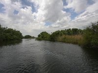 RO, Tulcea, Donau Delta 13, Saxifraga-Bart Vastenhouw