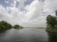 RO, Tulcea, Donau Delta 15, Saxifraga-Bart Vastenhouw