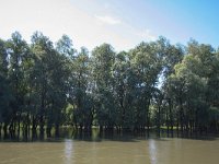 RO, Tulcea, Donau Delta 2, Saxifraga-Bart Vastenhouw