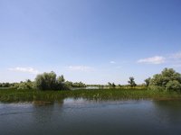 RO, Tulcea, Donau Delta 6, Saxifraga-Bart Vastenhouw